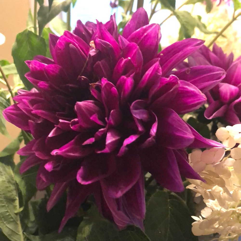 Meet your Posher, Bahar